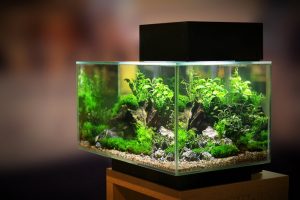 What is the Best 10 Gallon Fish Tank in the Market