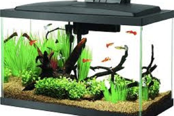 What is the Best 10 Gallon Fish Tank Filter
