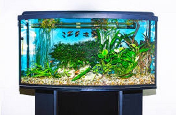 What is the Best 20 Gallon Fish Tank in the Market.jpg