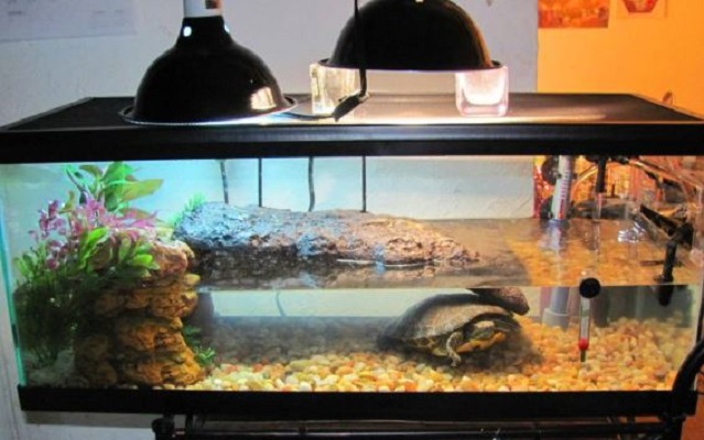 What is the Best Filter for Turtle Tank