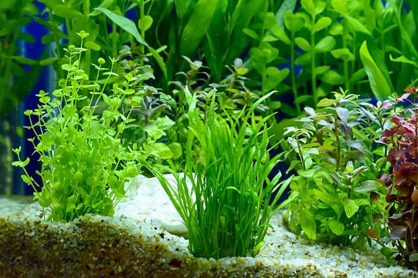 Best Low Light Aquarium Plants